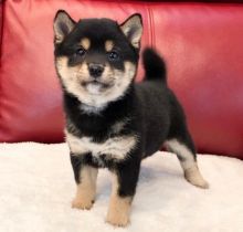 π₯ππ₯ LOVELY SHIBA INU PUPPIES πΆπΆ A GOOD HOMEπ₯ππ₯ Image eClassifieds4u 2