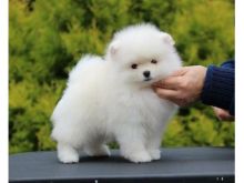 BICHON FRISE PUPPIES FOR SALE Image eClassifieds4U