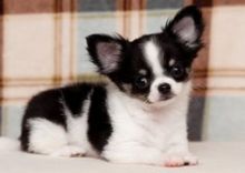 CHIHUAHUA PUPPIES FOR SALE Image eClassifieds4U