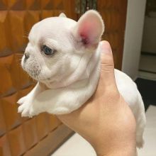 CUTE French bulldog twill1806@gmail.com Image eClassifieds4U