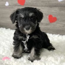 Cute Miniature Schnauzer puppies for adoption Image eClassifieds4U