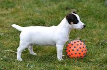 JACK PUPPIES FOR SALE Image eClassifieds4U