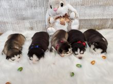 Purebred Siberian husky puppies Image eClassifieds4U