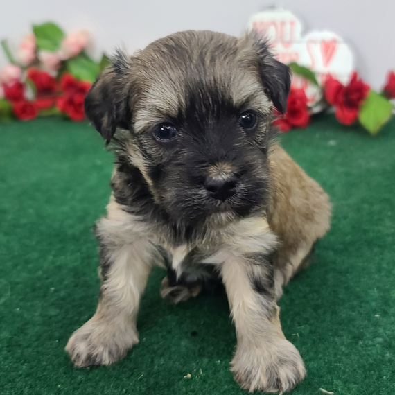 Magnificent tea cup Maltipoo puppies, Image eClassifieds4u