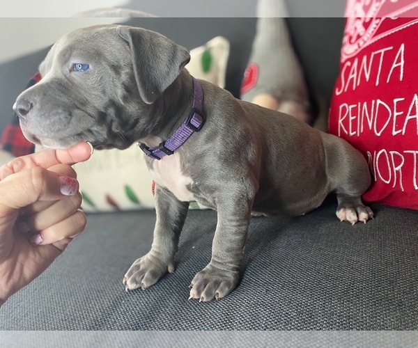 Pure Breed PIT BULL Puppies for sale Image eClassifieds4u
