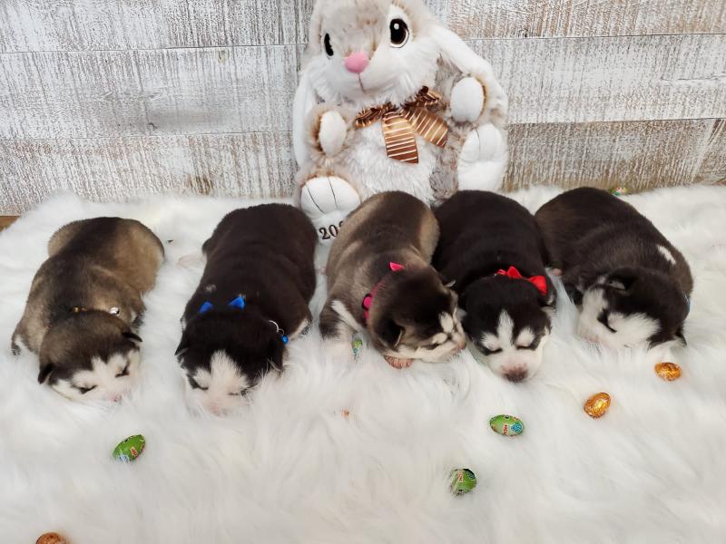 Purebred Siberian husky puppies Image eClassifieds4u
