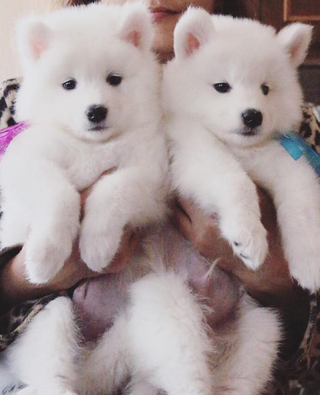 Samoyed READY FOR NEW HOME williamswhite271@gmail.com Image eClassifieds4u