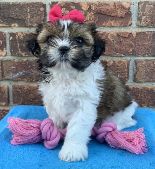 🟥🍁🟥 LOVELY SHIH TZU PUPPIES 🐶🐶 A GOOD HOME🟥🍁🟥 Image eClassifieds4u