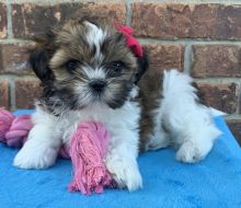 🟥🍁🟥 LOVELY SHIH TZU PUPPIES 🐶🐶 A GOOD HOME🟥🍁🟥