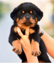 🟥🍁🟥 LOVELY ROTTWEILER PUPPIES 🐶🐶 SEEKING A GOOD HOME🟥🍁🟥