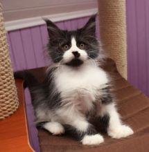 Cute Maine Coon kittens for adoption to good loving homes.