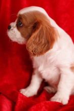 cvn fvzdr Cavalier King Charles Spaniel Puppies