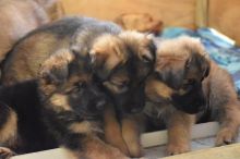 DGGB GRB German shepherd beautiful puppies ready to go