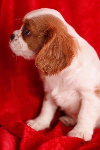 cvn fvzdr Cavalier King Charles Spaniel Puppies Image eClassifieds4u