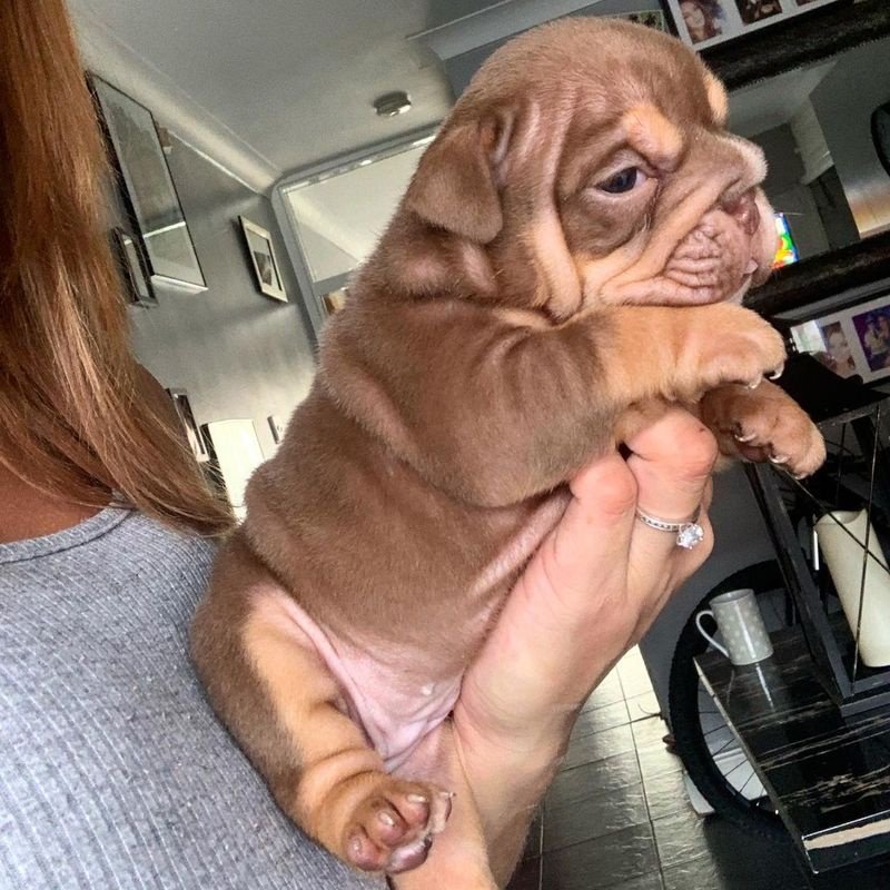 DGHB FGH Pedigree English bulldogs here Image eClassifieds4u