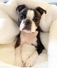 🟥🍁🟥 LOVELY BOSTON TERRIER PUPPIES 🐶🐶 SEEKING A GOOD HOME🟥🍁🟥 Image eClassifieds4u 1