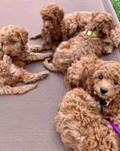 cghfx Doodle Puppies Image eClassifieds4U