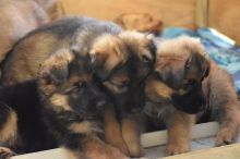 DGGB GRB German shepherd beautiful puppies ready to go Image eClassifieds4U