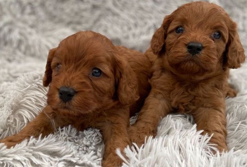 xsfef dgfr Beautiful Health Tested Cavapoo puppies Image eClassifieds4u