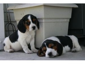 xsfv fgfht Cute Beagle Puppies Image eClassifieds4u