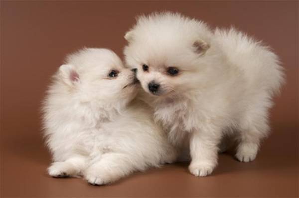 🟥🍁🟥 LOVELY POMERANIAN PUPPIES 🐶🐶 SEEKING A GOOD HOME🟥🍁🟥 Image eClassifieds4u