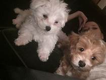 🟥🍁🟥 LOVELY MALTPOO PUPPIES 🐶🐶 SEEKING A GOOD HOME🟥🍁🟥