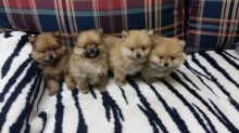 male and female Pomeranian puppies
