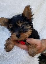 Amazing Teacup Yorkie Puppies for Adoption