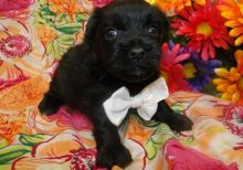 cdgrfv fvf Male and female Havanese puppies for sale
