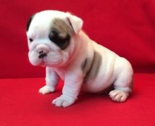 detsr 3 English Bulldog puppies