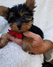 Marvelous Yorkie Puppies For Adoption