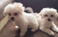 xdgr fgfr Quality Maltese puppies