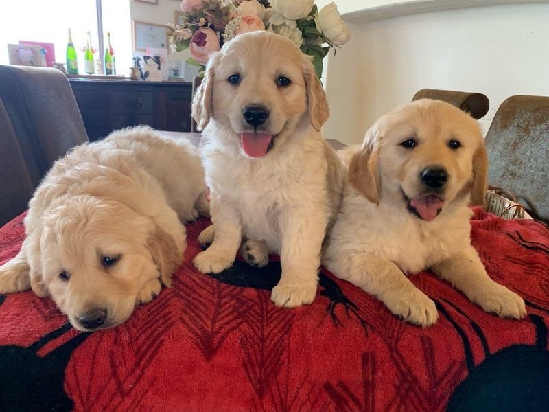 dfvg ghght male and female golden retriever puppies Image eClassifieds4u