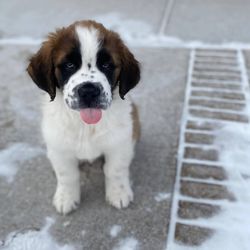 dgrf dgrgg Saint Bernard puppies Image eClassifieds4u