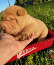 ffer grgr Active Chinese Shei Pei puppies for sale now Image eClassifieds4U