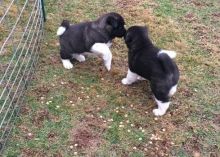 ZCdgrgfb bgh Akita puppies available Image eClassifieds4U