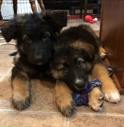 xsfcgr fvfgg german shepherd Image eClassifieds4u