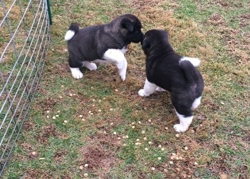 ZCdgrgfb bgh Akita puppies available Image eClassifieds4u