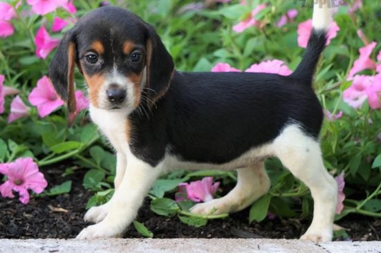 C.K.C MALE AND FEMALE BEAGLE PUPPIES AVAILABLE Image eClassifieds4u