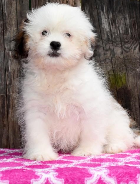 🟥🍁🟥 CKC MALE AND FEMALE LHASA APSO PUPPIES 💗🟥🍁🟥 Image eClassifieds4u