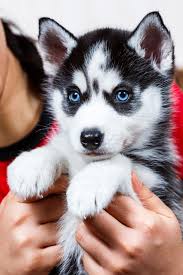 🟥🍁🟥 CKC SIBERIAN HUSKY PUPPIES AVAILABLE 🍀🍀 Image eClassifieds4u