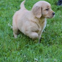 🍀🍀 C.K.C MALE AND FEMALE GOLDEN RETRIEVERS PUPPIES AVAILABLE 🍀🍀