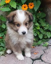 C.K.C MALE AND FEMALE SHELTIE PUPPIES AVAILABLE