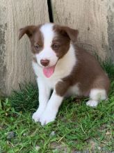 C.K.C MALE AND FEMALE BORDER COLLIE PUPPIES AVAILABLE