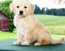 💗🟥🍁🟥C.K.C MALE AND FEMALE GOLDEN RETRIEVER PUPPIES 💗🟥🍁🟥