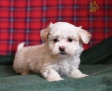 C.K.C MALE AND FEMALE HAVANESE PUPPIES AVAILABLE