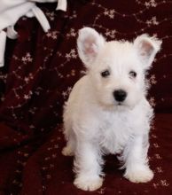 C.K.C MALE AND FEMALE WEST HIGHLAND TERRIER PUPPIES AVAILABLE