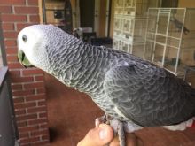 Top quality African grey parrot. Comes with cage.