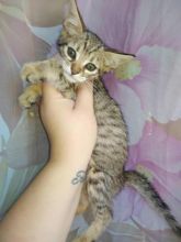 We have available Savannah Kittens,