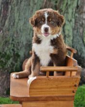 💗🟥🍁🟥 C.K.C MALE AND FEMALE AUSTRALIAN SHEPHERD PUPPIES 💗🟥🍁🟥 Image eClassifieds4u 1